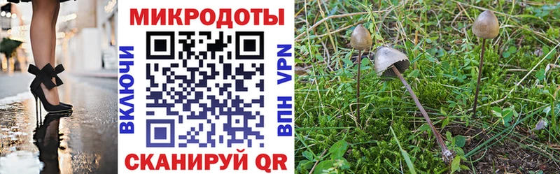 Галлюциногенные грибы Psilocybe  Медынь 
